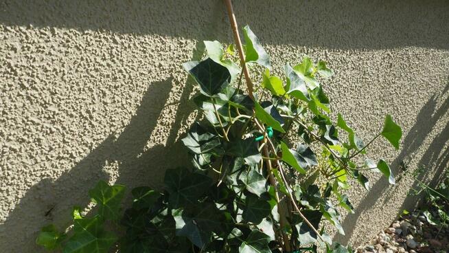 Sztumska 5 - nowe apartamenty w śródmiejskiej willi