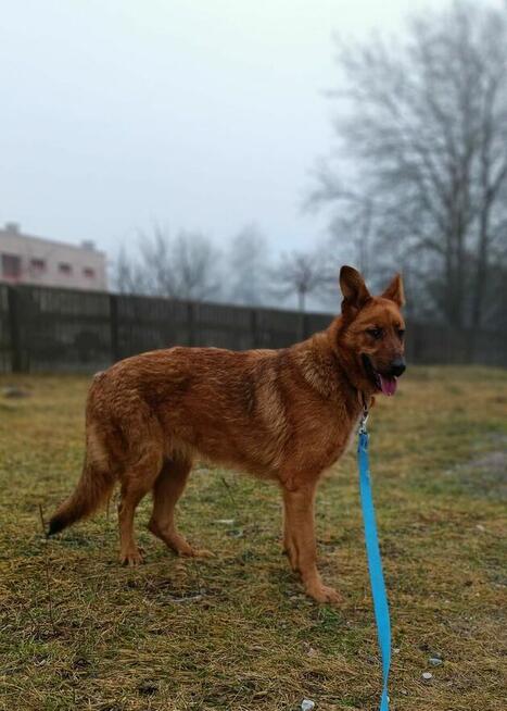 AMBER młoda wesoła proludzka sunia czeka na wymarzony dom