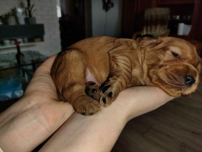 Cocker spaniel angielski