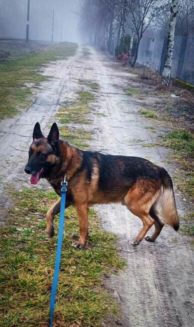 Cudowny pies kochający ludzi szuka wspaniałego domu