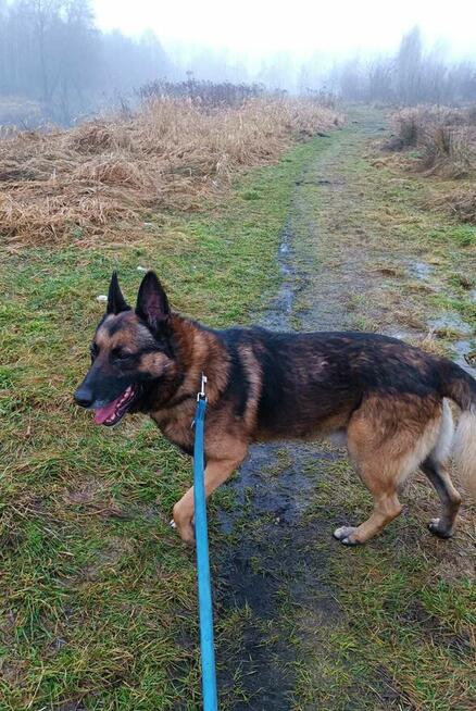 Piękny psi ideał marzy o wspaniałym domku