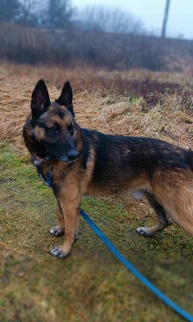 Cudowny pies kochający ludzi szuka wspaniałego domu