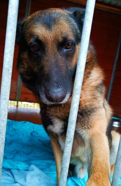 Cudowny pies kochający ludzi szuka wspaniałego domu