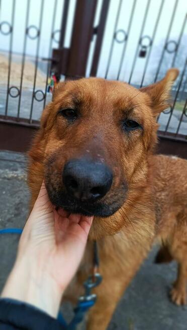 Młoda cudowna sunia kochająca ludzi BŁAGA o dom