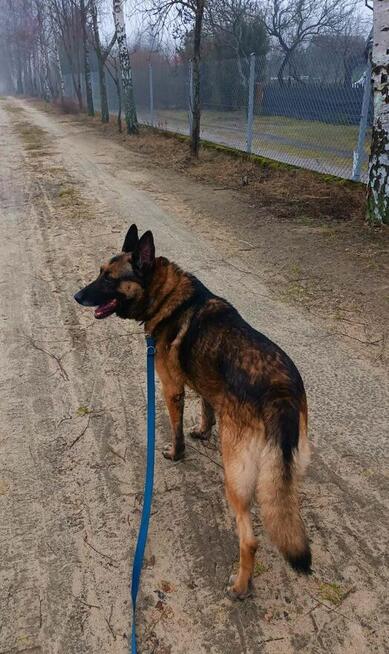 HERMES piękny ułożony psiak kochający ludzi BŁAGA o dom