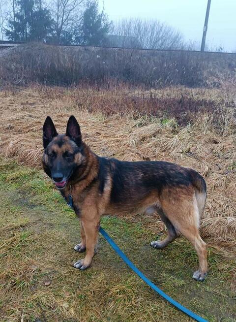 Piękny psi ideał marzy o wspaniałym domku