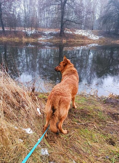Młoda cudowna sunia kochająca ludzi BŁAGA o dom