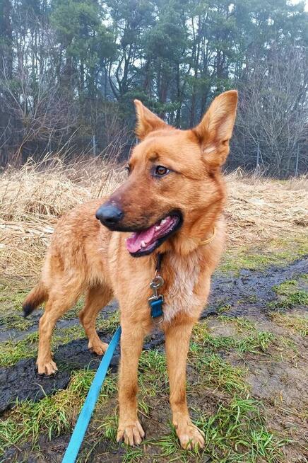 Młoda cudowna sunia kochająca ludzi BŁAGA o dom
