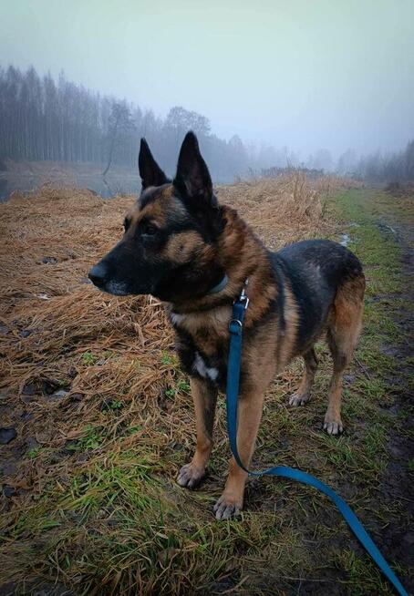 HERMES piękny ułożony psiak kochający ludzi BŁAGA o dom