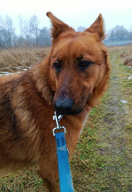 Młoda cudowna sunia kochająca ludzi BŁAGA o dom