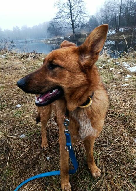 Młoda sunia uwielbiająca spacer i ludzi BŁAGA o dom