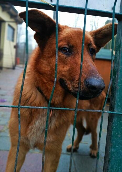 Młoda cudowna sunia kochająca ludzi BŁAGA o dom