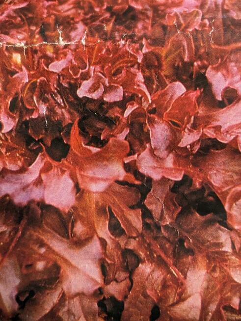 Warzywa Eco Salata kolorowa, cykoria, nasiona