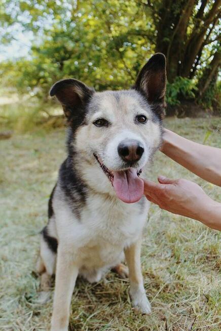 Uratuj Skoczka od zapomnienia to wyjątkowy pies Sylwia War