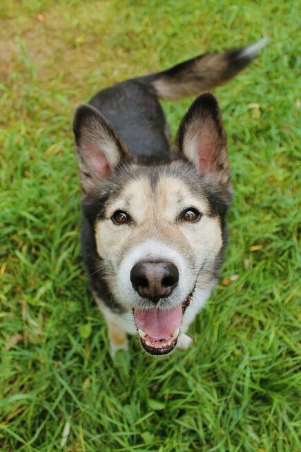 Uratuj Skoczka od zapomnienia to wyjątkowy pies Sylwia War