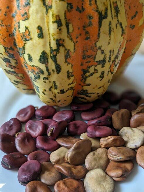 Warzywa Eco Salata kolorowa, cykoria, nasiona