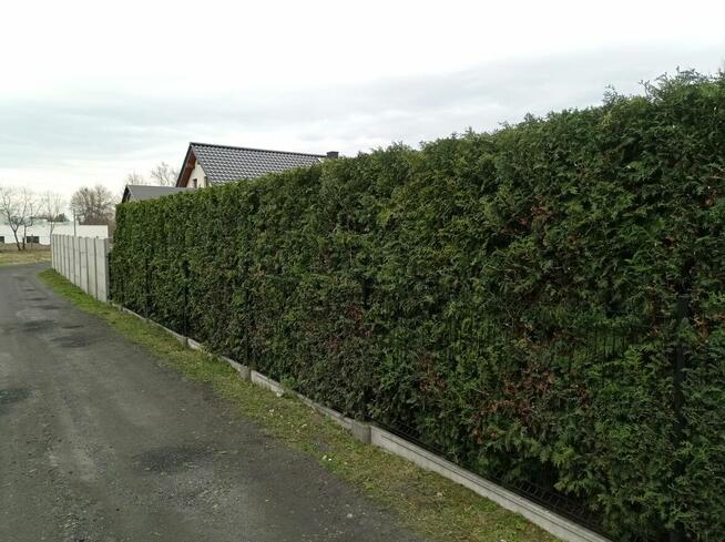 Przycinanie drzew tuji koszenie pielęgnacja