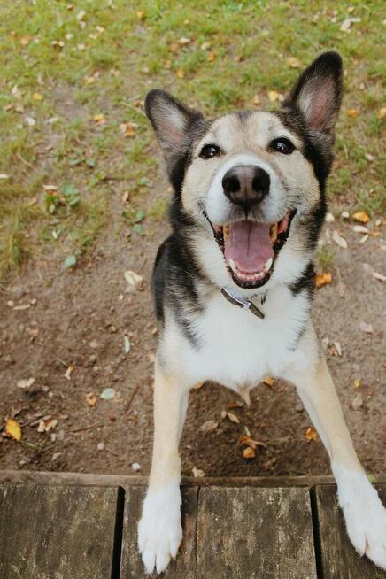 Uratuj Skoczka od zapomnienia to wyjątkowy pies Sylwia War