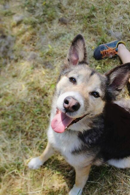 Uratuj Skoczka od zapomnienia to wyjątkowy pies Sylwia War