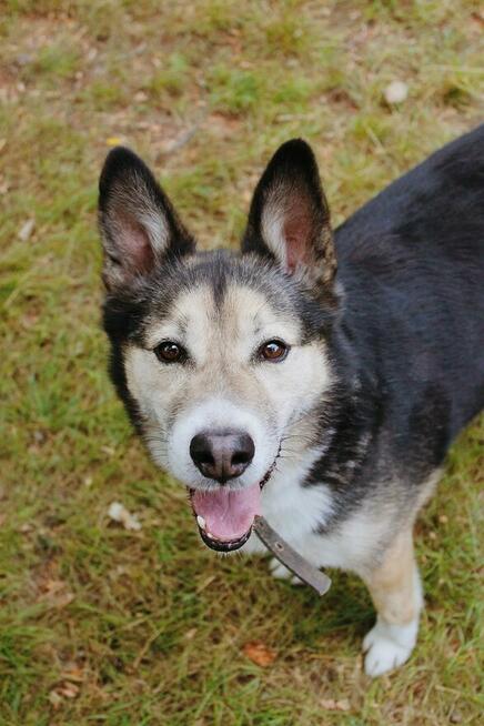 Uratuj Skoczka od zapomnienia to wyjątkowy pies Sylwia War