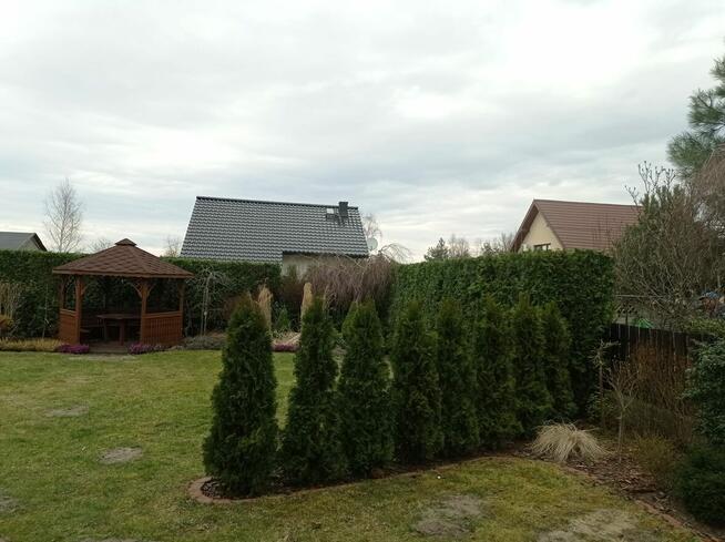 Przycinanie drzew tuji koszenie pielęgnacja