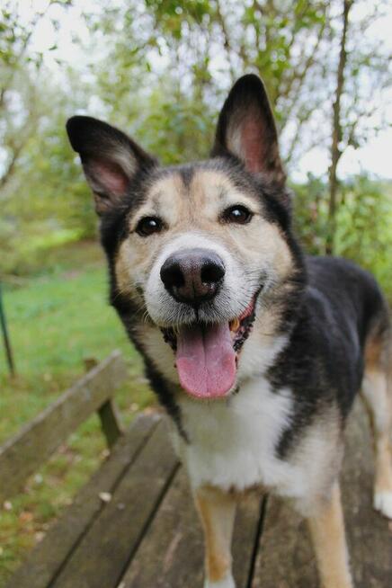 Uratuj Skoczka od zapomnienia to wyjątkowy pies Sylwia War