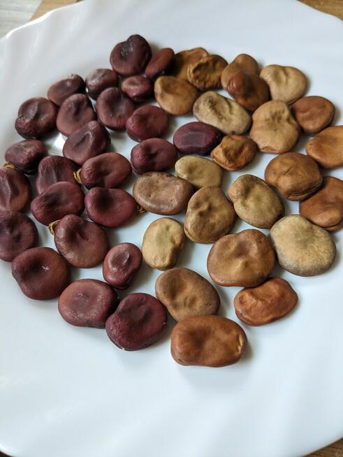 Warzywa Eco Salata kolorowa, cykoria, nasiona