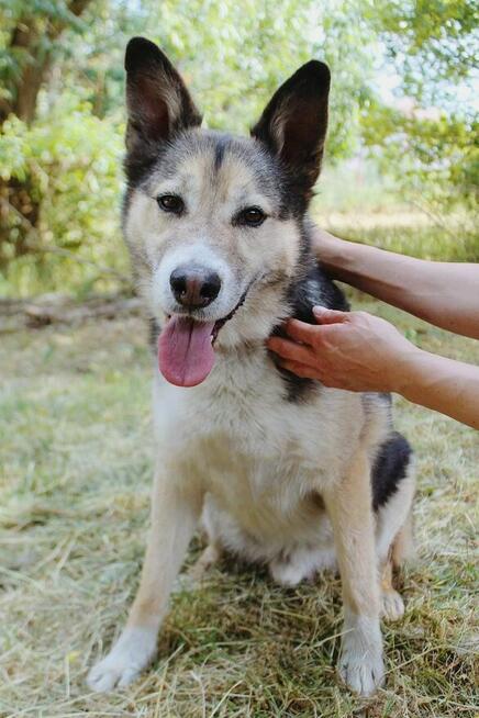 Uratuj Skoczka od zapomnienia to wyjątkowy pies Sylwia War