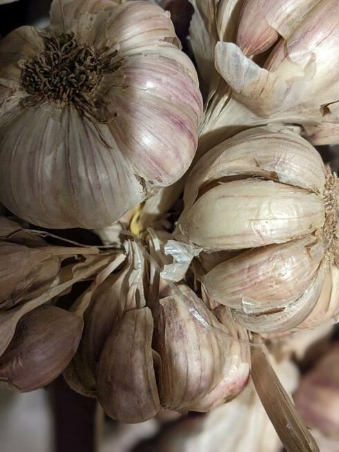 Warzywa Eco Salata kolorowa, cykoria, nasiona