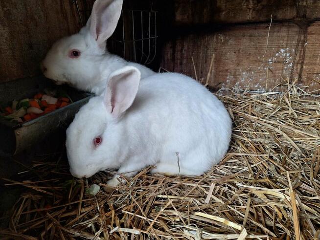 Sprzedam króliki mieszańce
