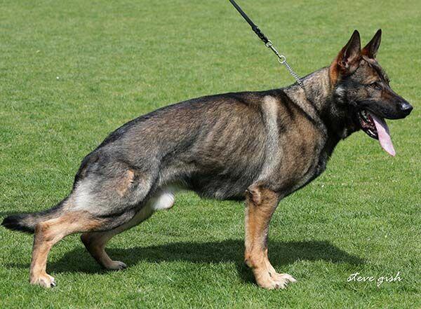 Owczarek niemiecki krótkowłosy linia użytkowa FCI