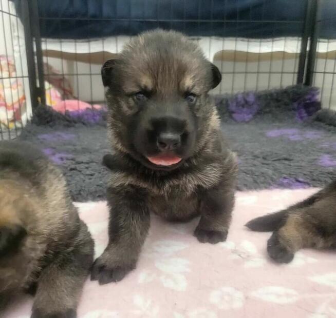 Owczarek niemiecki krótkowłosy linia użytkowa FCI