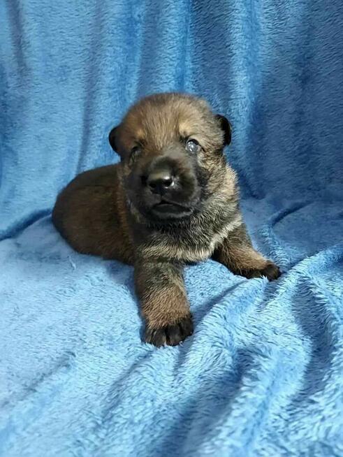 Owczarek niemiecki krótkowłosy linia użytkowa FCI