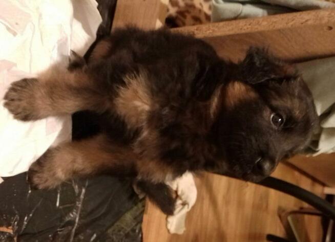 Suczki owczarka niemieckiego