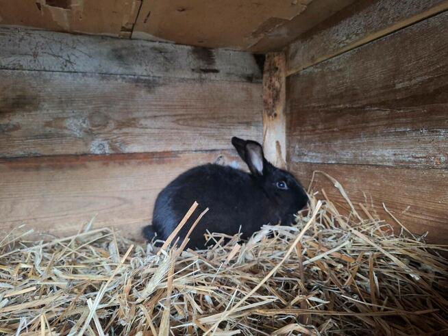 Sprzedam króliki mieszańce