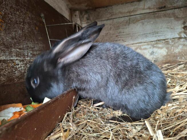 Sprzedam króliki mieszańce