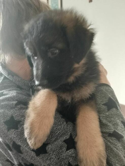 Suczki owczarka niemieckiego