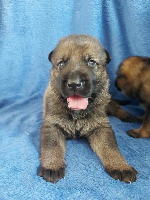 Owczarek niemiecki krótkowłosy linia użytkowa FCI