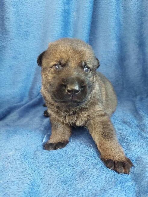 Owczarek niemiecki krótkowłosy linia użytkowa FCI