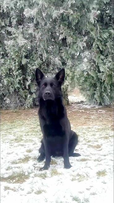 Owczarek niemiecki krótkowłosy linia użytkowa FCI