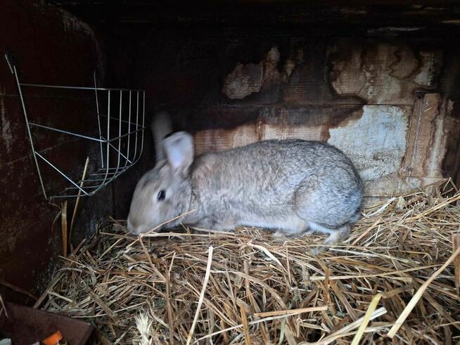 Sprzedam króliki mieszańce