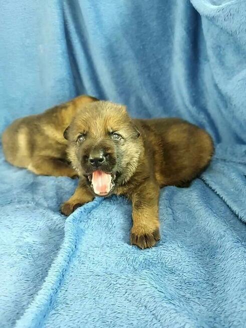 Owczarek niemiecki krótkowłosy linia użytkowa FCI