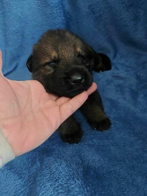 Owczarek niemiecki krótkowłosy linia użytkowa FCI