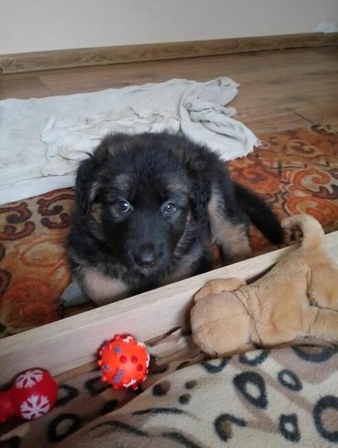 Suczki owczarka niemieckiego