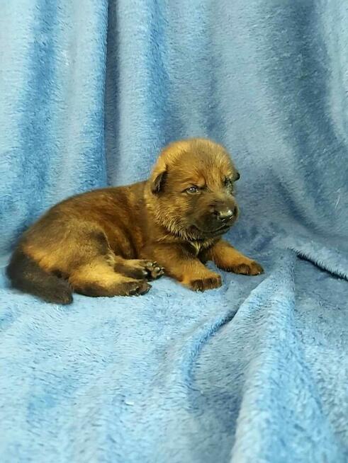 Owczarek niemiecki krótkowłosy linia użytkowa FCI