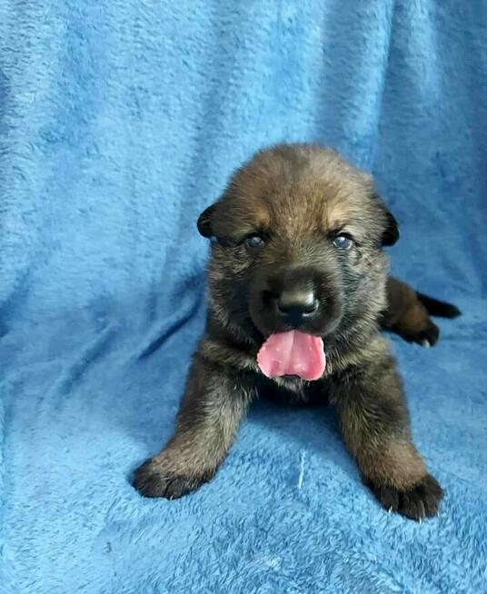 Owczarek niemiecki krótkowłosy linia użytkowa FCI