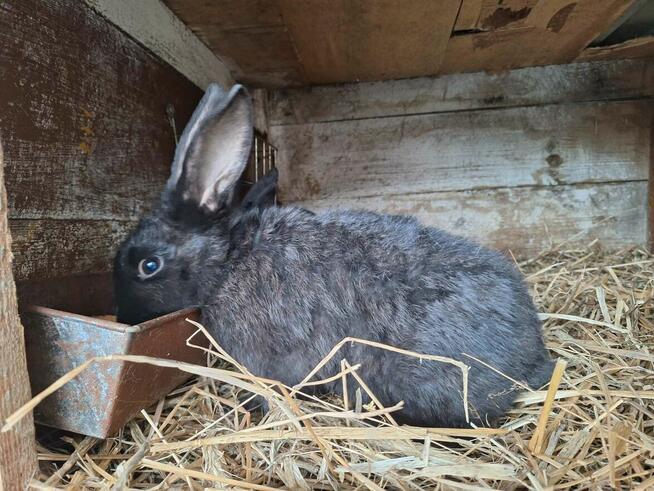 Sprzedam króliki mieszańce