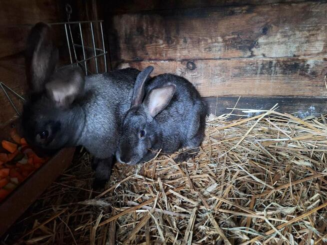 Sprzedam króliki mieszańce