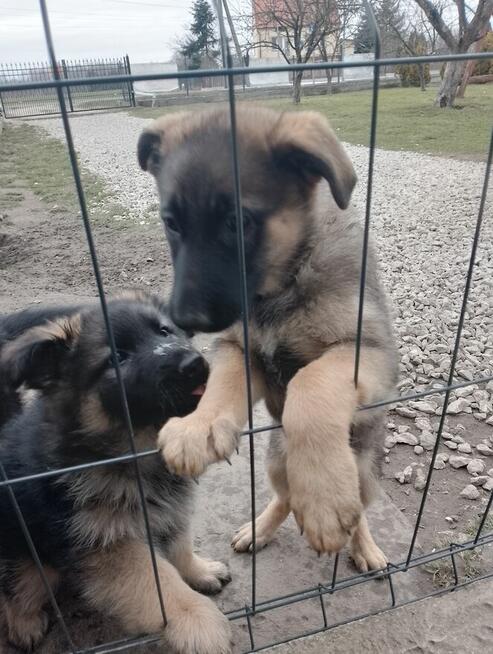 Suczki owczarka niemieckiego