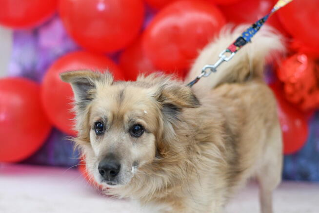 Zjawiskowy Oluś szuka dobrego domku!